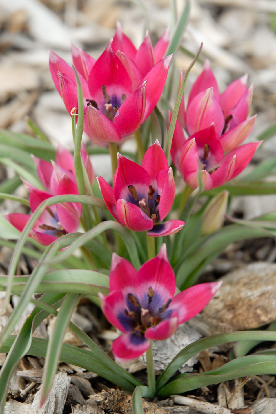 Little Beauty Wildflower Tulip